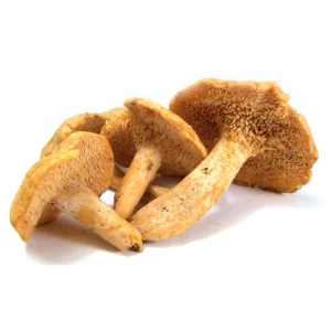 HEDGEHOG DRIED MUSHROOM